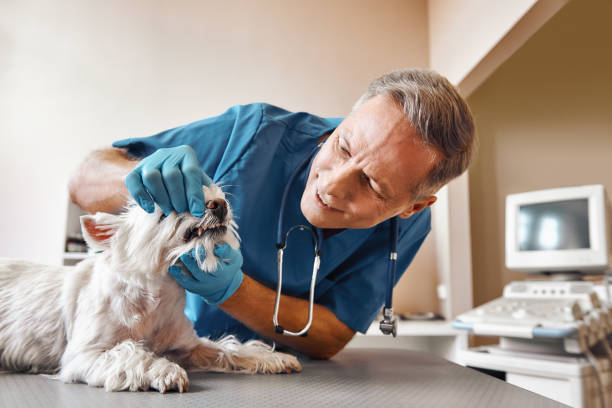 Best Emergency Dentist for Knocked-Out Tooth in Gastonville, PA